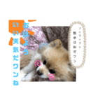 犬犬しい犬②（個別スタンプ：1）