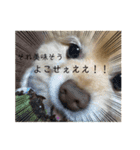 犬犬しい犬②（個別スタンプ：2）
