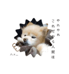 犬犬しい犬②（個別スタンプ：3）