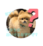犬犬しい犬②（個別スタンプ：4）