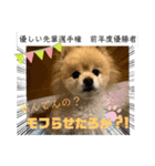 犬犬しい犬②（個別スタンプ：5）