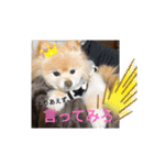犬犬しい犬②（個別スタンプ：7）