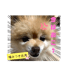 犬犬しい犬②（個別スタンプ：8）