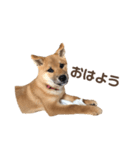 Shibainu_Futa（個別スタンプ：1）