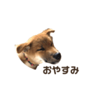 Shibainu_Futa（個別スタンプ：2）