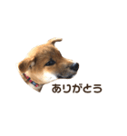 Shibainu_Futa（個別スタンプ：3）