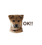 Shibainu_Futa（個別スタンプ：5）