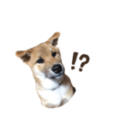 Shibainu_Futa（個別スタンプ：6）