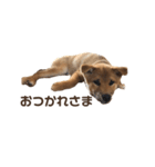 Shibainu_Futa（個別スタンプ：7）