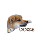 Shibainu_Futa（個別スタンプ：8）