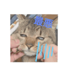 けんちゃんのかわいーすたんぷ（個別スタンプ：2）