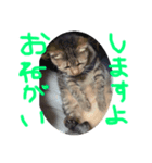 けんちゃんのかわいーすたんぷ（個別スタンプ：5）