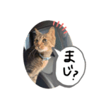 けんちゃんのかわいーすたんぷ（個別スタンプ：8）