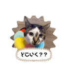 シマサキ家のネコたち（個別スタンプ：2）
