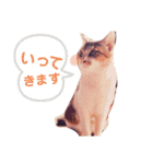 ちび 日和1（個別スタンプ：6）