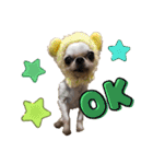 楽しい犬ライフ（個別スタンプ：1）