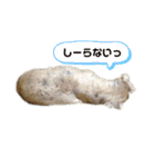 楽しい犬ライフ（個別スタンプ：3）