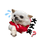 楽しい犬ライフ（個別スタンプ：5）