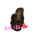 楽しい犬ライフ（個別スタンプ：6）