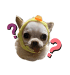 楽しい犬ライフ（個別スタンプ：8）