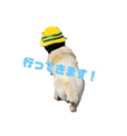 楽しい犬ライフ（個別スタンプ：11）