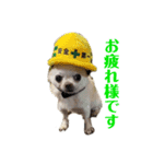 楽しい犬ライフ（個別スタンプ：12）