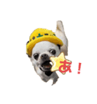 楽しい犬ライフ（個別スタンプ：13）