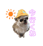 楽しい犬ライフ（個別スタンプ：14）