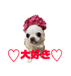 楽しい犬ライフ（個別スタンプ：15）