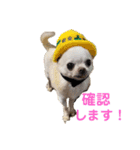 楽しい犬ライフ（個別スタンプ：16）