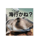 日常会話スタンプ 写真編 [HSI]（個別スタンプ：4）
