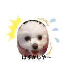 LUNA＆SEAちゃんひと言スタンプ2（個別スタンプ：3）