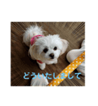 LUNA＆SEAちゃんひと言スタンプ2（個別スタンプ：4）