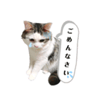 ちょろ◎#2【猫】【敬語】【日常】（個別スタンプ：1）