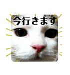 ちょろ◎#2【猫】【敬語】【日常】（個別スタンプ：3）