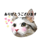 ちょろ◎#2【猫】【敬語】【日常】（個別スタンプ：7）