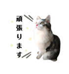 ちょろ◎#2【猫】【敬語】【日常】（個別スタンプ：9）