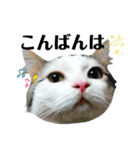 ちょろ◎#2【猫】【敬語】【日常】（個別スタンプ：10）