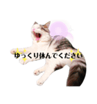 ちょろ◎#2【猫】【敬語】【日常】（個別スタンプ：12）