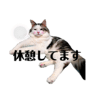 ちょろ◎#2【猫】【敬語】【日常】（個別スタンプ：13）