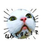 ちょろ◎#2【猫】【敬語】【日常】（個別スタンプ：14）