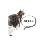 しもてぃーず2（個別スタンプ：8）
