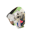 いつでも使える犬スタンプ‼️（個別スタンプ：1）