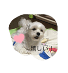 いつでも使える犬スタンプ‼️（個別スタンプ：2）