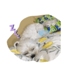 いつでも使える犬スタンプ‼️（個別スタンプ：3）