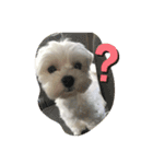 いつでも使える犬スタンプ‼️（個別スタンプ：4）