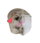 いつでも使える犬スタンプ‼️（個別スタンプ：5）