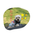 いつでも使える犬スタンプ‼️（個別スタンプ：6）