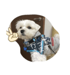 いつでも使える犬スタンプ‼️（個別スタンプ：7）
