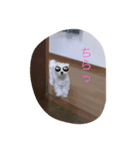 いつでも使える犬スタンプ‼️（個別スタンプ：8）
